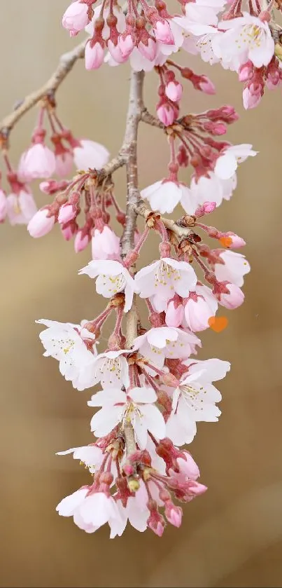 Cherry blossom branch with delicate pink flowers in a calming mobile wallpaper.