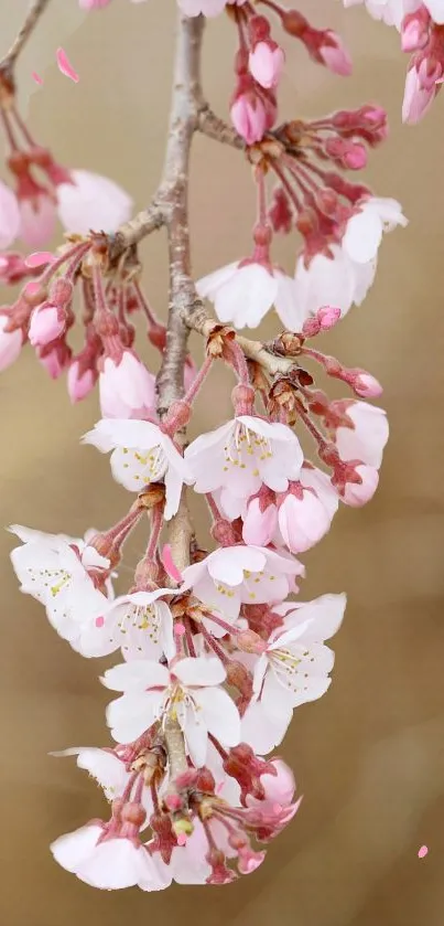 Charming cherry blossom on branch, soft beige background.