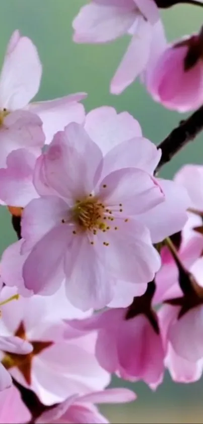 Mobile wallpaper with pink cherry blossoms in soft focus.