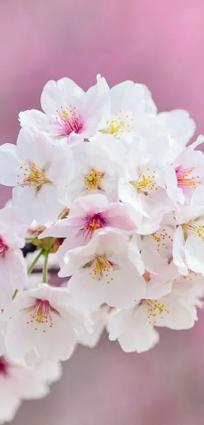 Cherry blossom flowers with pink background.