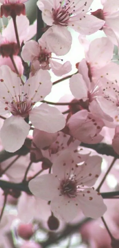 Mobile wallpaper featuring pink cherry blossoms.