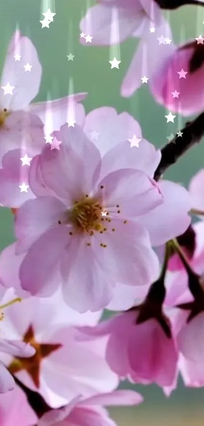 Cherry blossom wallpaper with pink flowers and green backdrop.