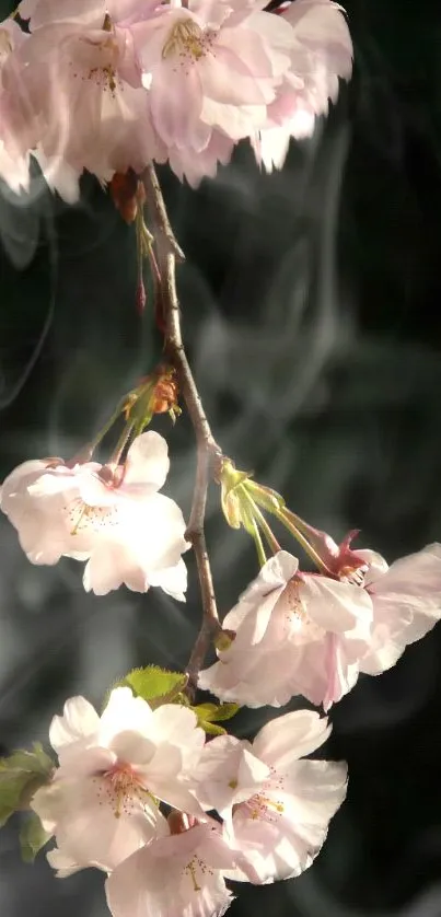 Cherry blossom branch with pink flowers against a dark background.