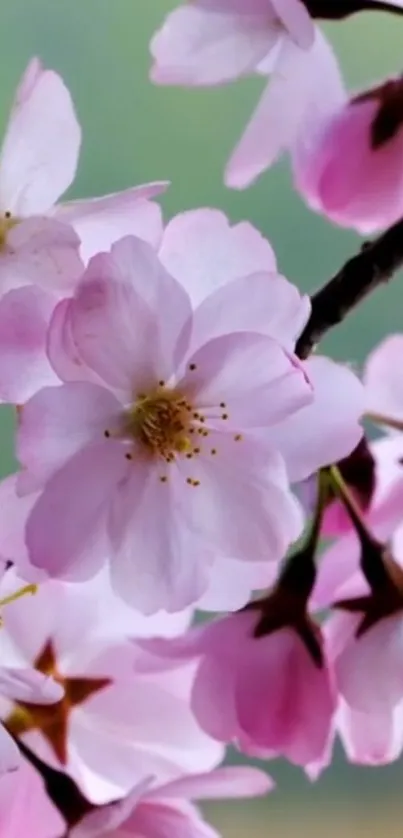 Cherry blossoms in full bloom on a branch, creating a serene and elegant look.