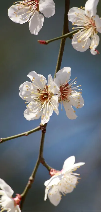 Cherry blossom flowers on a branch with a serene blue background.