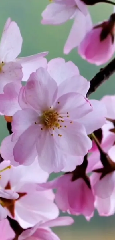 Soft pink cherry blossoms on a branch.