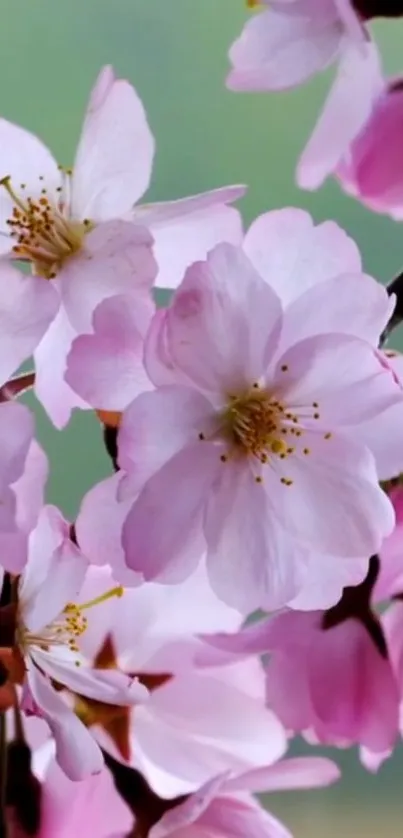 Pink cherry blossoms in close-up view on a serene background.