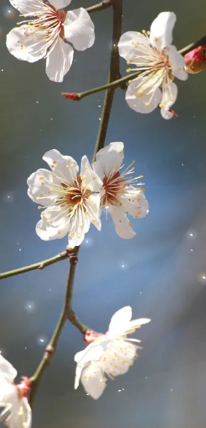 Cherry blossom branch with white flowers on blue background.