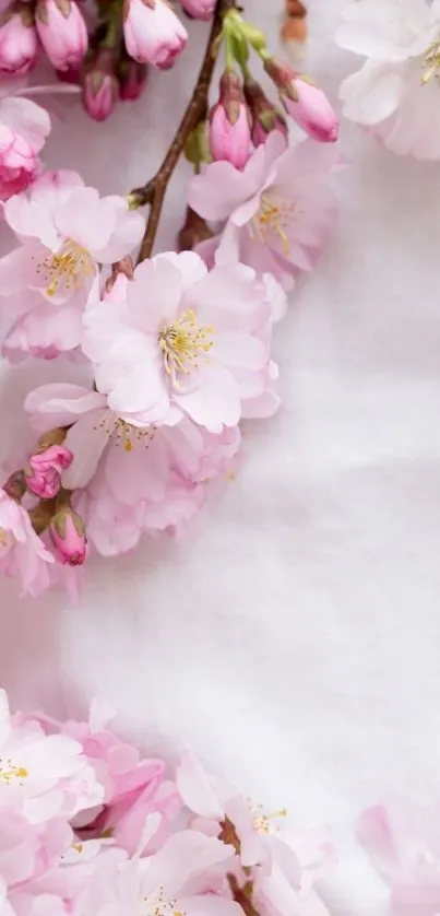 Delicate cherry blossoms in pink hues on a serene mobile wallpaper.