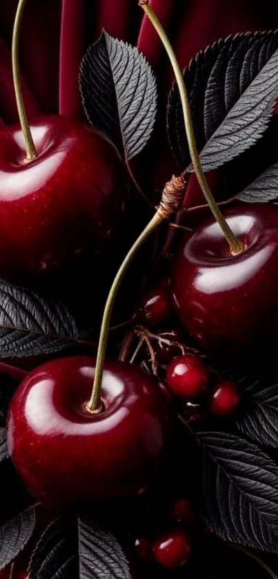 Glossy cherries in a stylish mobile wallpaper design.