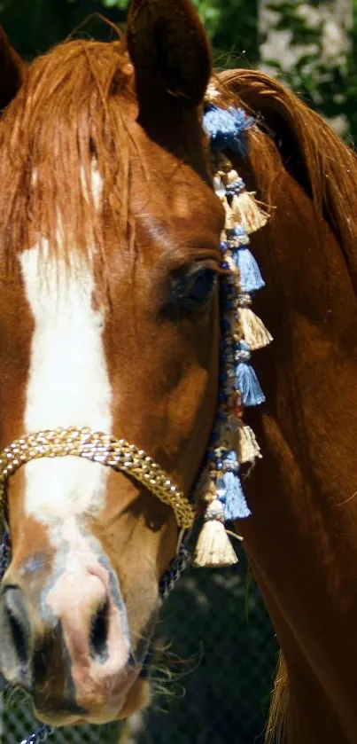 Elegant chestnut horse with tassels in natural setting.