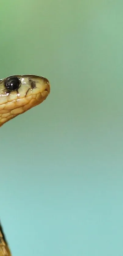 Detailed cobra with light blue background.