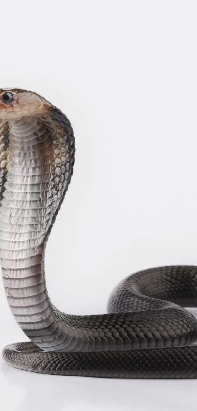 Elegant black cobra on a white background, showcasing its natural beauty.