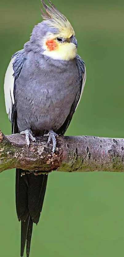 Cockatiel bird perched on a branch with a green blurred background.