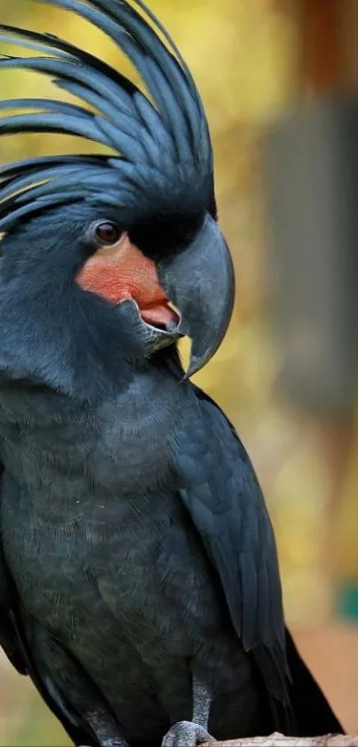 Mobile wallpaper of a black cockatoo with orange beak on a branch.