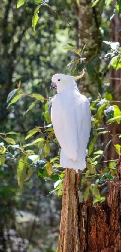 White cockatoo perched on a branch in a sunlit forest.