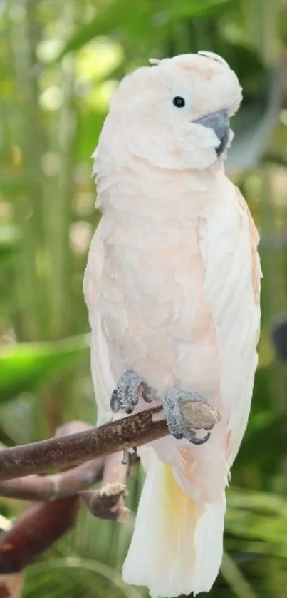 White cockatoo perched with green leaves in the background, perfect for a serene wallpaper.