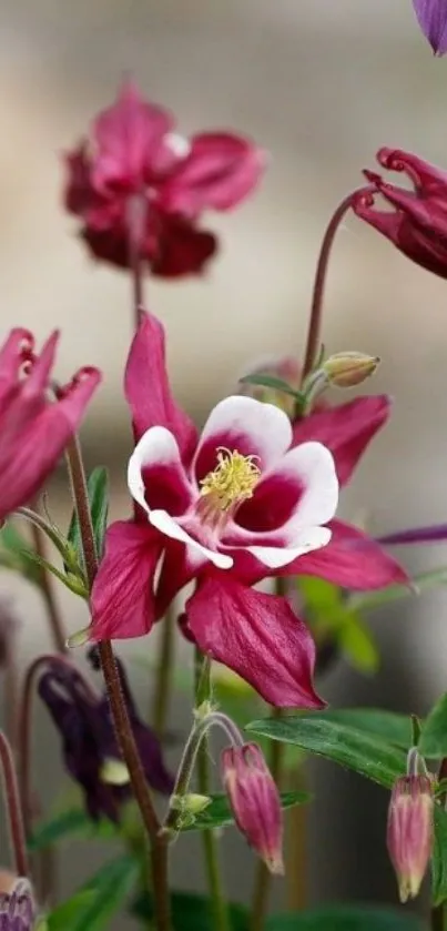 Elegant columbine flowers in full bloom, set as a mobile wallpaper.