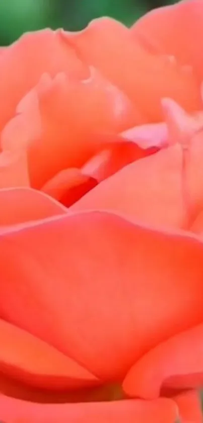 Close-up of a delicate coral rose in vibrant color.