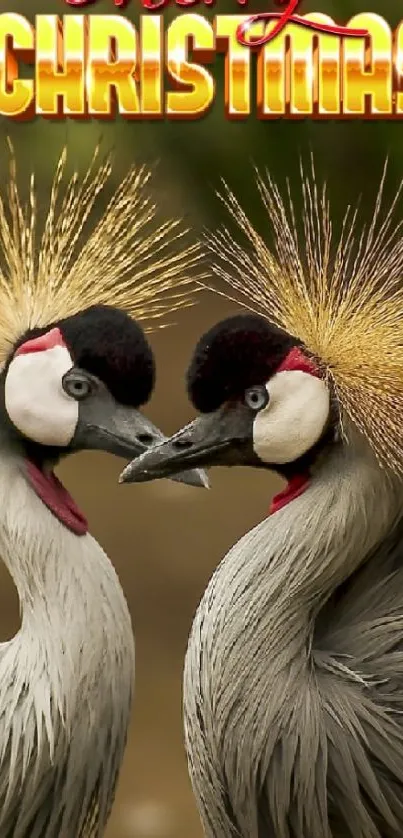 Crowned cranes with 'Merry Christmas' text on a festive wallpaper.