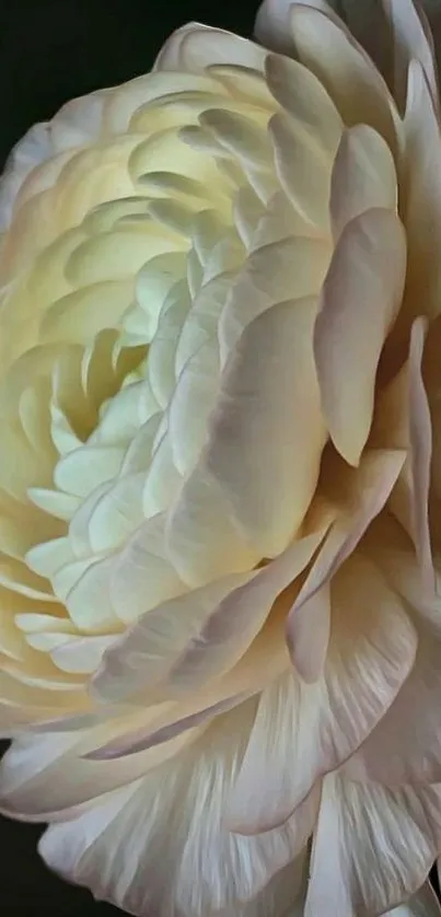 Elegant cream rose with delicate petals on a dark background.