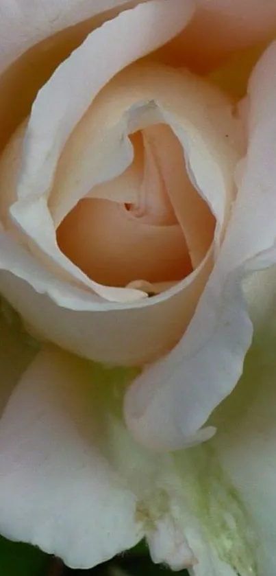 Elegant cream rose in full bloom close-up.