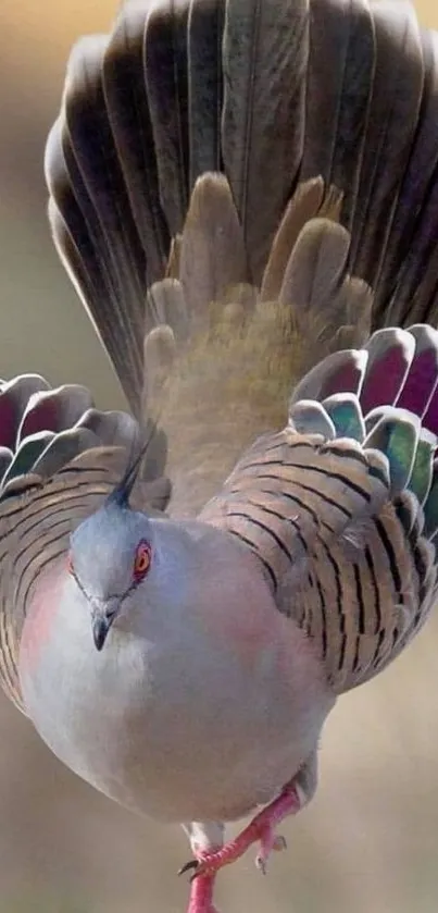 Elegant crested pigeon displaying colorful feathers.