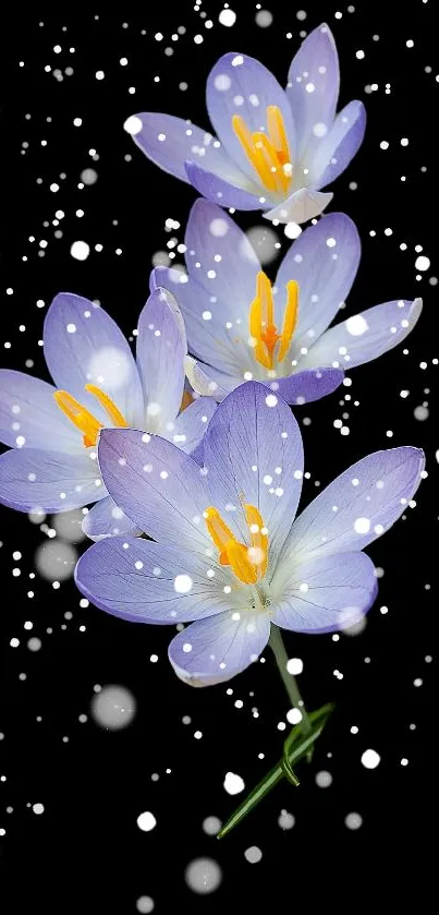 Purple crocus flowers with vibrant orange centers on a dark background.