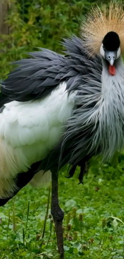 Crowned crane with elegant plumage in a natural setting.