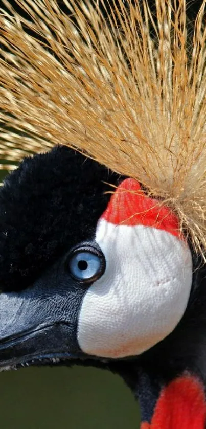 Close-up of a striking crowned crane with vibrant plumage and piercing blue eyes.