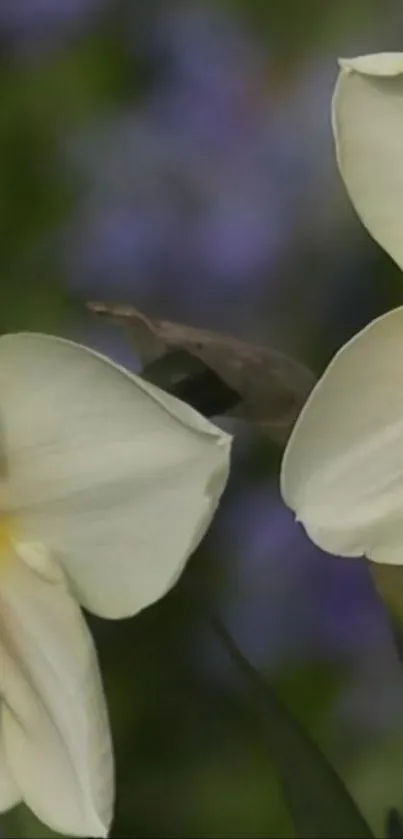 Close-up of blooming daffodils in vibrant natural colors.