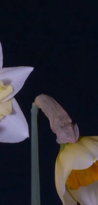 Elegant daffodils against a dark blue background, ideal for a stylish phone wallpaper.