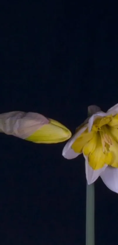 Daffodil with bright petals on a dark background.