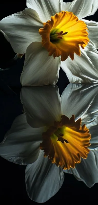 Daffodil reflection on a smooth black surface.