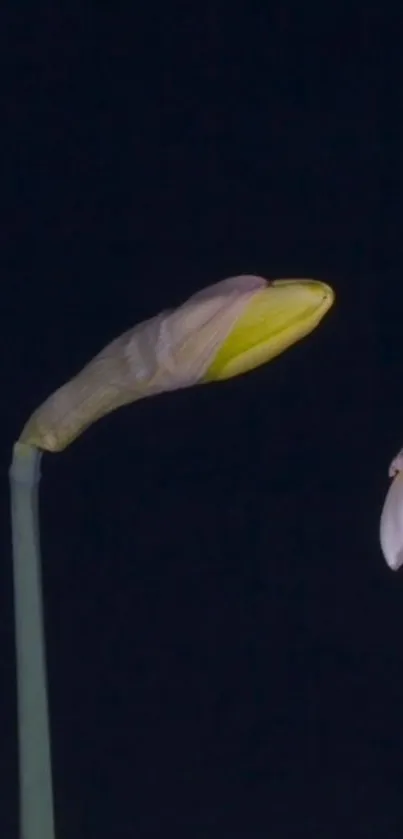 Minimalist daffodil against dark background, elegant floral image.