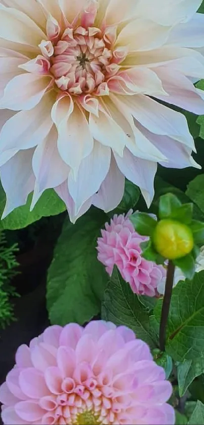 Elegant wallpaper with blooming dahlia flowers and lush green leaves.