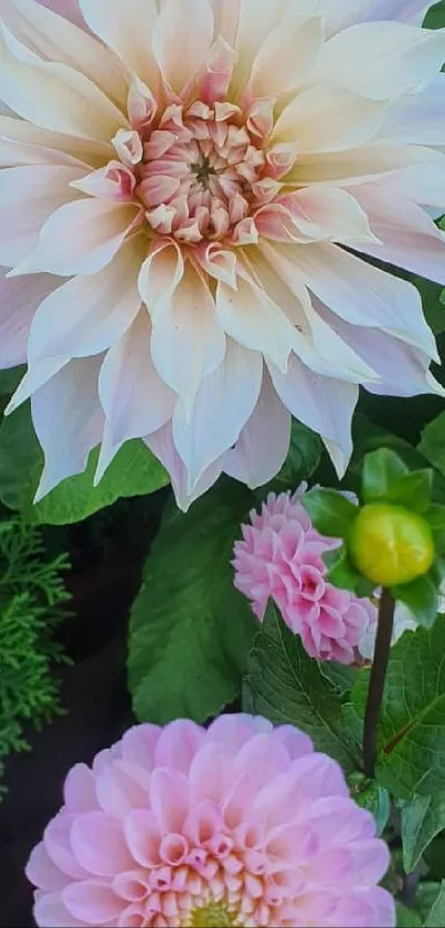 Close-up of a pink dahlia flower with green leaves.