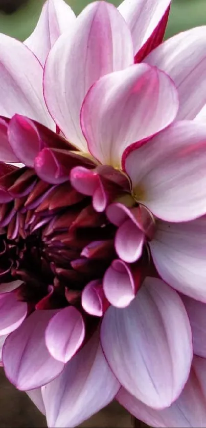 Soft pink and white dahlia flower close-up on phone wallpaper.