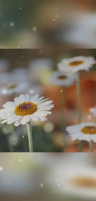 A dreamy mobile wallpaper featuring elegant daisies with a soft background.