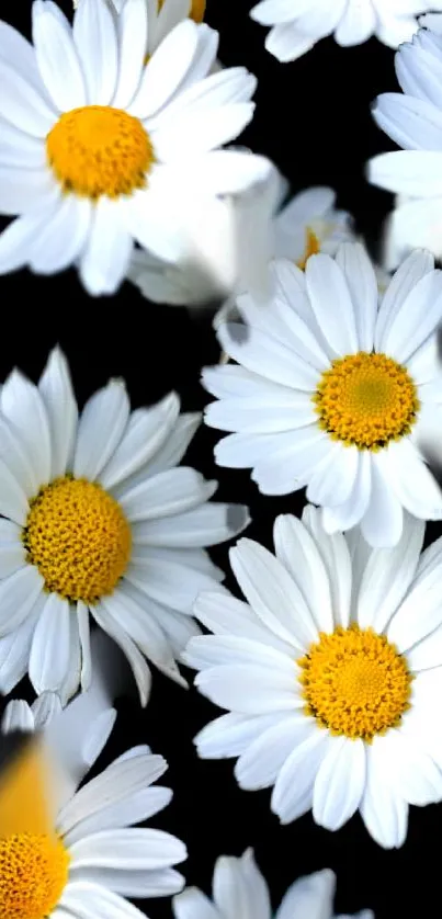 Elegant white daisies with yellow centers on a black background wallpaper.