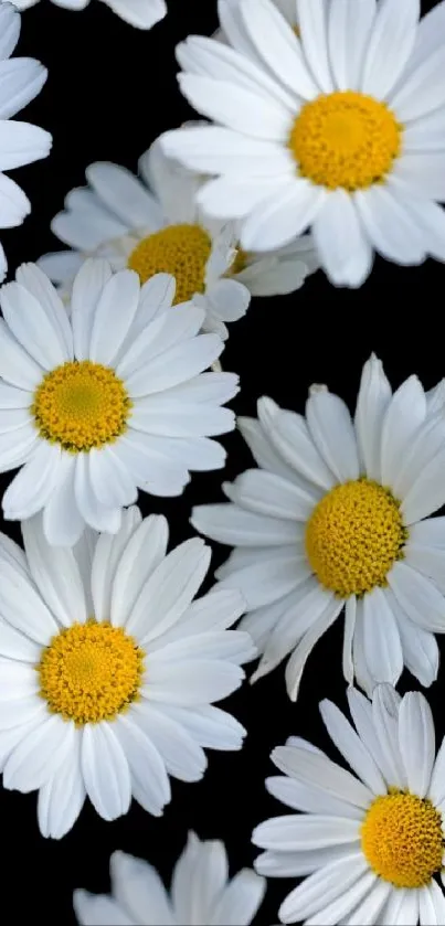 White daisy flowers with yellow centers on a black background.