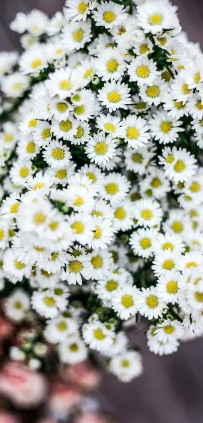 Close-up of delicate white daisies in bloom against a blurred background.