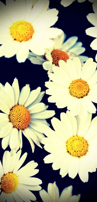 White daisies on a dark navy background.