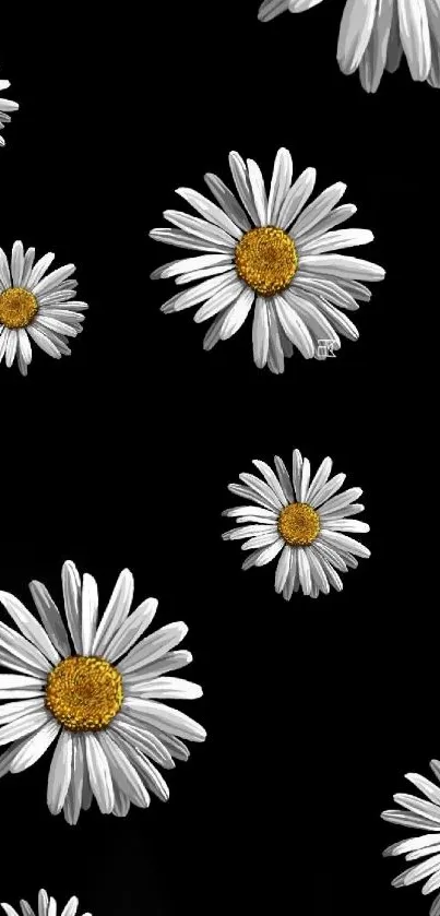 Elegant daisies on a black background for mobile.