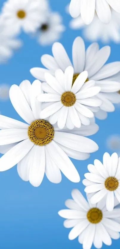 White daisies on blue background wallpaper.