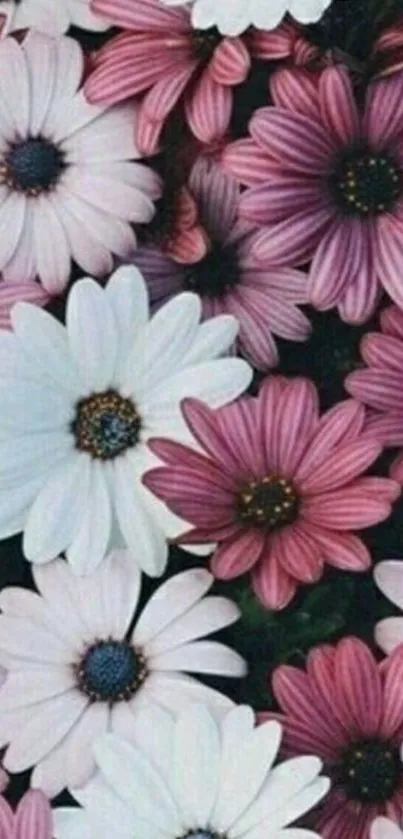 Mobile wallpaper of pink and white daisies.