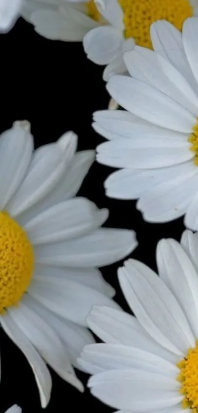 Elegant daisy wallpaper with white petals and yellow centers on a black background.