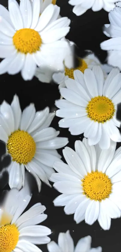 White daisies with yellow centers on black background.