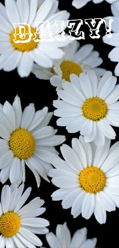 Mobile wallpaper with white daisies on a black background.