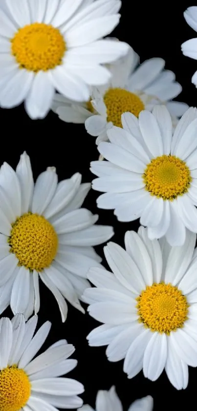 A mobile wallpaper featuring elegant white daisy flowers with yellow centers on a black backdrop.